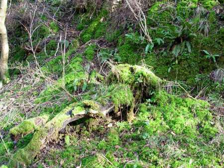 Fallen Branches